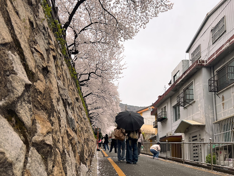 Busan, spring, cherry blosson, south korea
