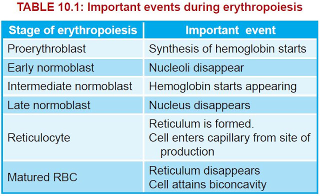 events during erythropoiesis