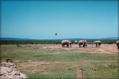 Elephants