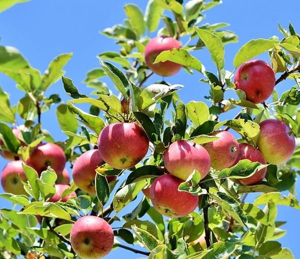 apple farming, commercial apple farming, apple farming business, how to start apple farming