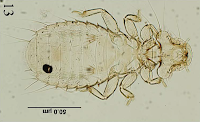 http://sciencythoughts.blogspot.co.uk/2012/09/three-new-species-of-chewing-lice-from.html