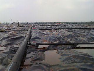 http://geomembrane-hdpe.blogspot.co.id/2016/01/lowongan-terbaik-di-2016-untuk.html