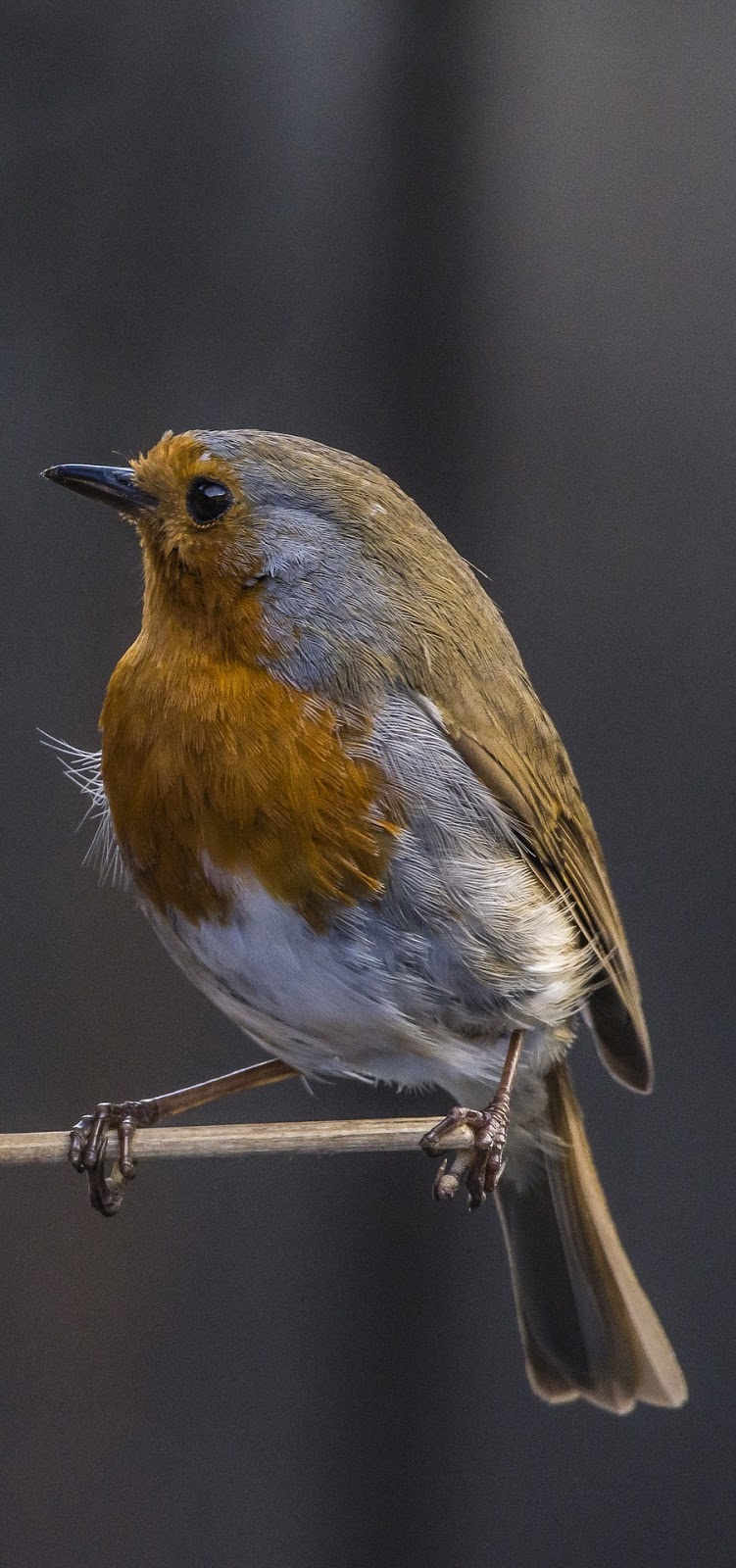 Picture of a beautiful robin.