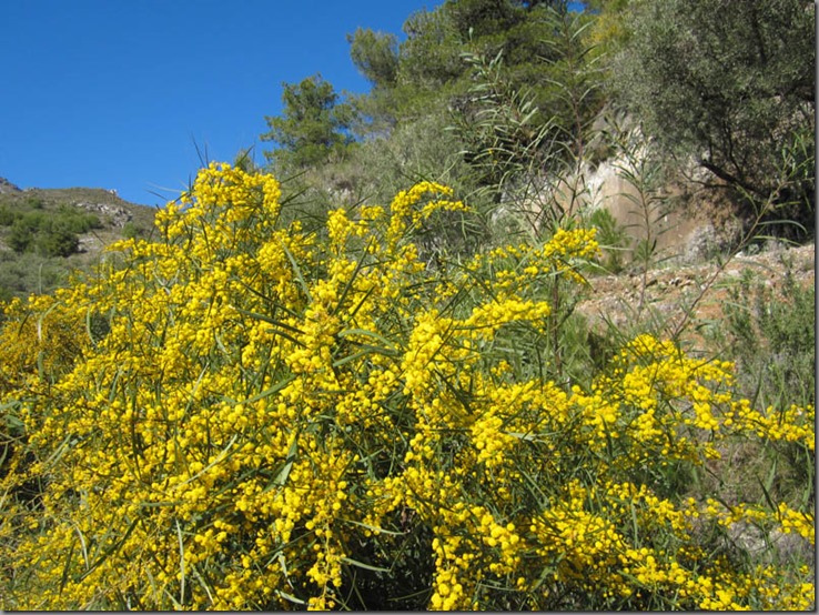 IMG_4141 Mimosa