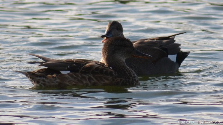 2013-09-15 Ruislip Lido 004