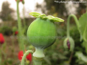 Opium Poppy Pod