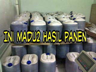 Jual madu murni/curah asli lebah liar hutan riau