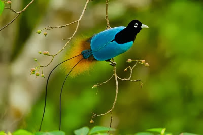 Inilah 10 Burung Cendrawasih Terindah Didunia
