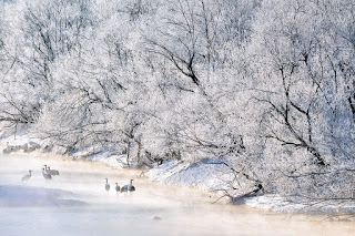 arboles-cubiertos-de-hielo