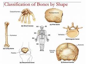  The arrangement of thick bones