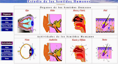 http://cienciasnaturales.es/SENTIDOS.swf