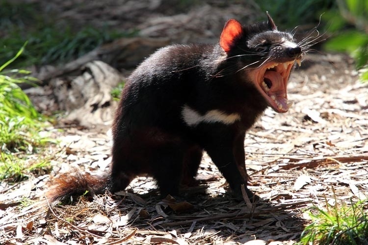  Bagaimana Tasmanian Devil Kawin?