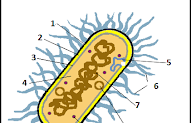 Anatomy Of Bacterial Cell