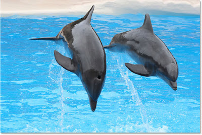 Fotografia de dos delfines saltando sobre el agua