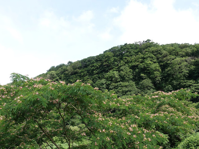 鳥取県西伯郡伯耆町福兼　大江川　橋からの眺望