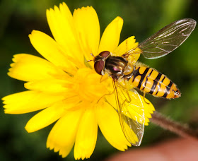 Hoverfly, Episyrphus balteatus.  Shoreham, on 3 August 2013.