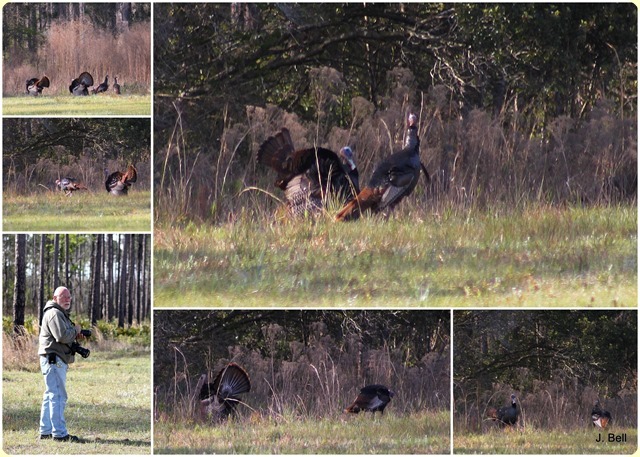 71 Okefenokee NWR 2012-1346