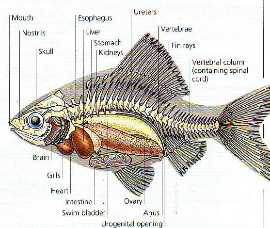 Morfologi Anatomi dan Klasifikasi Ikan Mas Cyprinus 