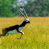 Blackbuck (Male)