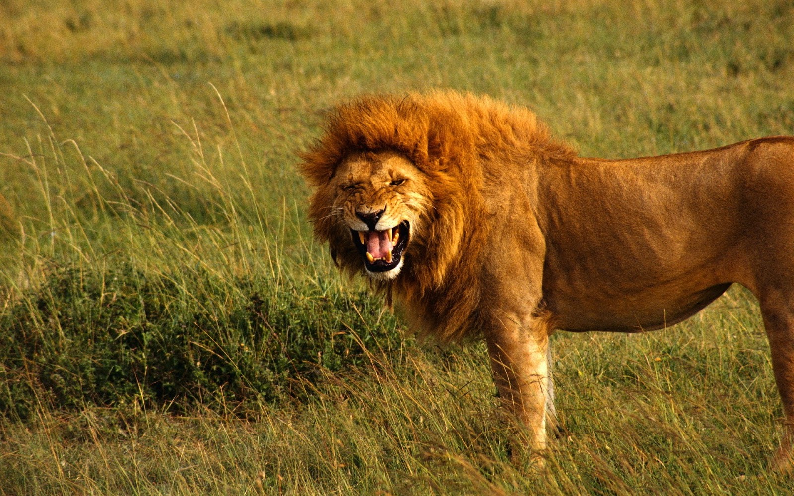 Lion Pictures HD Wallpapers Lion - HD Animal Wallpapers