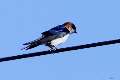 "Red-rumped Swallow - Cecropis daurica, perched on a cable."