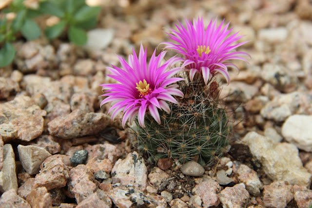 Mammillaria wrightii