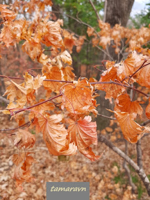 Клён ложнозибольдов (Acer pseudosieboldianum)