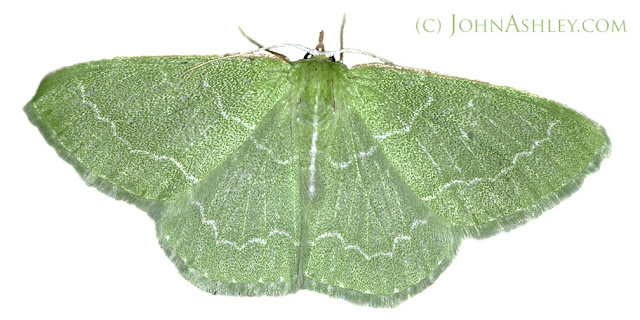 Wavy-lined emerald moth (c) John Ashley