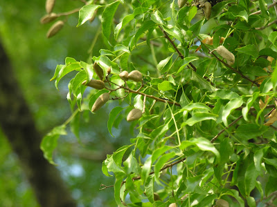 Palo piedra (Diplokeleba floribunda)