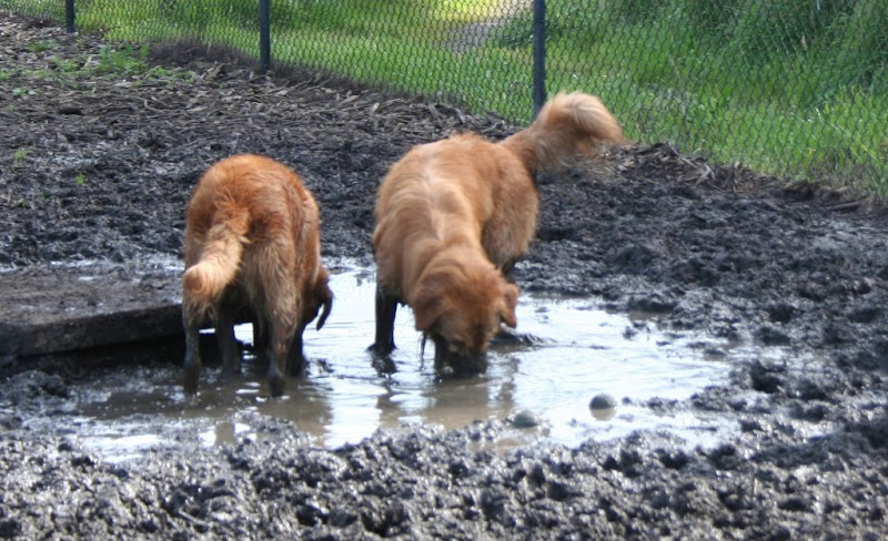 two goldens standing in a humongous and gooky mud puddle, with their face down in the mud