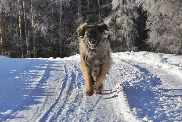 leonberger skiløype