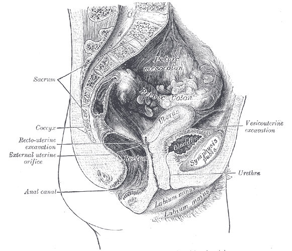 Henry Vandyke Carter - Henry Gray (1918) Anatomy of the Human Body (See "Libro" section below) Bartleby.com: Gray's Anatomy, Plate 1230