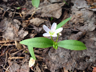 Claytonia lanceolata