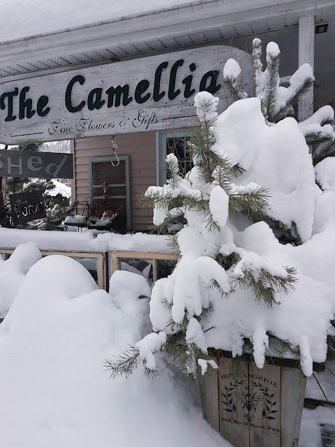store photo The Camellia