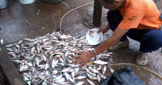 IddinMcorneR: Ikan lampan jawa sungai @ ikan putih