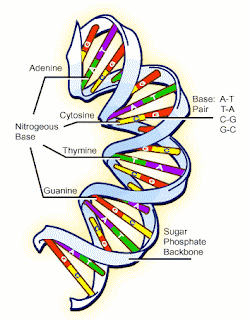 dna, informação