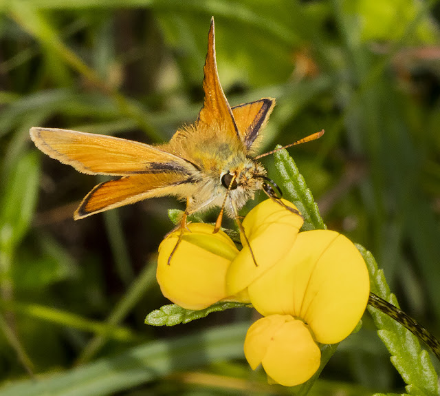 Small Skipper, Thymelicus sylvestris, on Common Bird's-foot Trefoil, Lotus corniculatus.  6 July 2016.