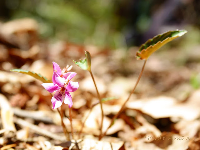 Viola violacea