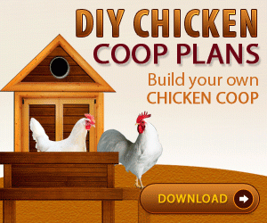 Chicken Tractor Plans