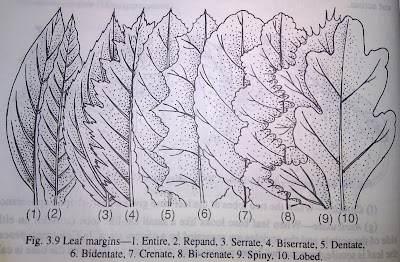 Leaf:types of leaf base, leaf margins, covering or vestiture of leaf surface-digieduco