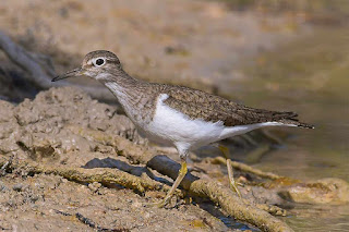 andarrios-chico-actitis-hypoleucos-