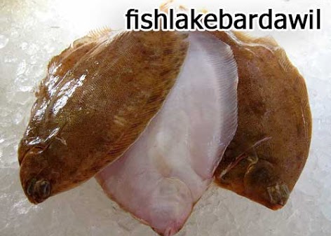 انواع اسماك البردويل - سمك موسي