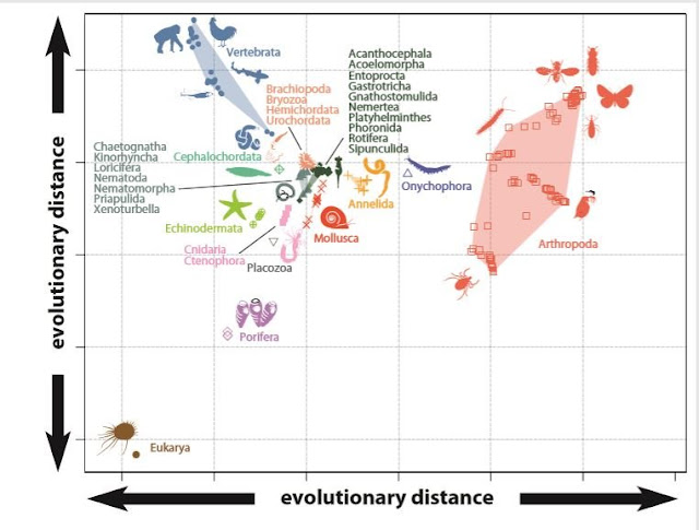  Influenza A virus subtype H5N1 novel written report past times an international squad of researchers For You Information - Evolutionary origins of brute biodiversity