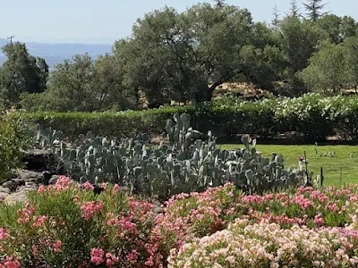 cactus garden at Bubbling Well Pet Memorial Park in Napa, California