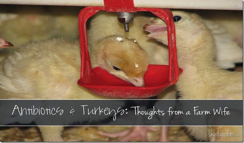 Antibitic and turkeys