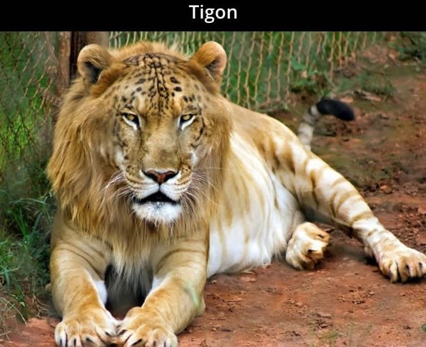 86 Gambar Harimau Dan Singa Animasi Terlengkap Cikimm com
