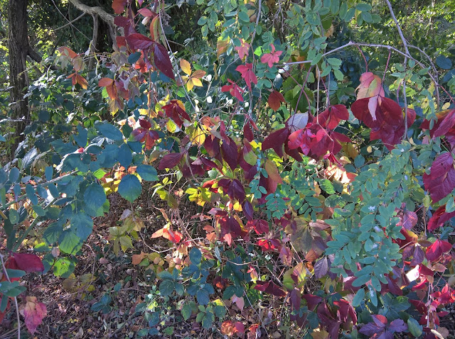 Parthenocissus quinquefolia autunno