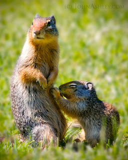 Nursing ground squirrel
(c) John Ashley