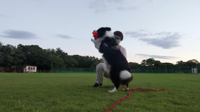 保護犬 ボーダーコリー トーマ