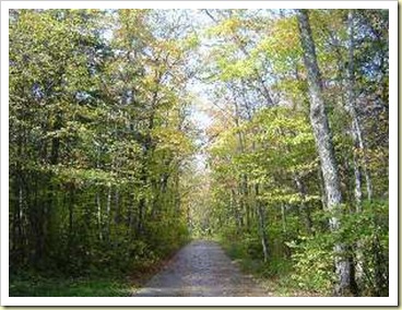 road-in-forest